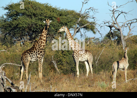 Massai-Giraffen-Familie (Giraffa Tippelskirchi) in den Busch, Khwai River, Botswana Stockfoto