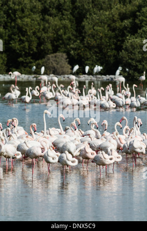 Rosa Flamingos in Ras al Khor Wildlife Vogelschutzgebiet und Feuchtgebiete in Dubai Vereinigte Arabische Emirate Stockfoto