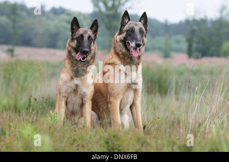 OG Belgischer Schäferhund Malinois zwei Erwachsene sitzen auf einer Wiese Stockfoto