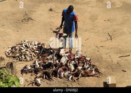 Männer aus der Gemeinde in Niamey, Niger arbeiten zusammen, um Schafe zu opfern, als Teil der Feier des Tabaski (Eid-al-Adha) Stockfoto