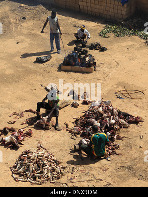 Männer aus der Gemeinde in Niamey, Niger arbeiten zusammen, um Schafe zu opfern, als Teil der Feier des Tabaski (Eid-al-Adha) Stockfoto