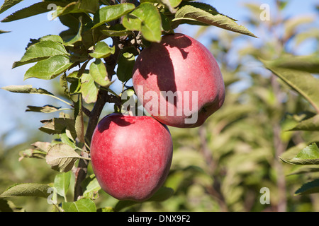 Rote Äpfel am Baum im Obstgarten, Markham, Ontario, Kanada Stockfoto