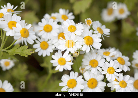 Nahaufnahme von Mutterkraut Blumen mit geringen Schärfentiefe. Stockfoto