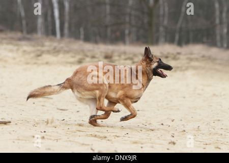 Hund, Belgischer Schäferhund Malinois Erwachsenen laufen auf dem sand Stockfoto