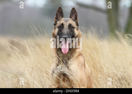 Belgischer Schäferhund Malinois Erwachsenen Porträt Hund Stockfoto