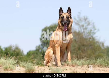 Hund, Belgischer Schäferhund Malinois Erwachsenen sitzen auf dem sand Stockfoto