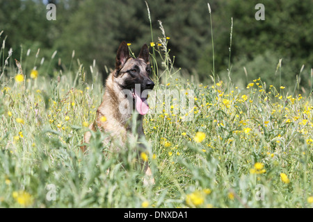 Hund Belgischer Schäferhund Malinois Erwachsenen in einer Wiese liegen Stockfoto