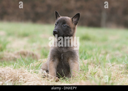 Hund Belgischer Schäferhund Malinois Welpen sitzen auf einer Wiese Stockfoto