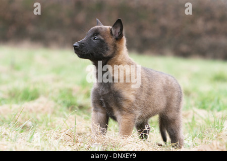 Belgischer Schäferhund Malinois Welpen stehen auf einer Wiese Hund Stockfoto