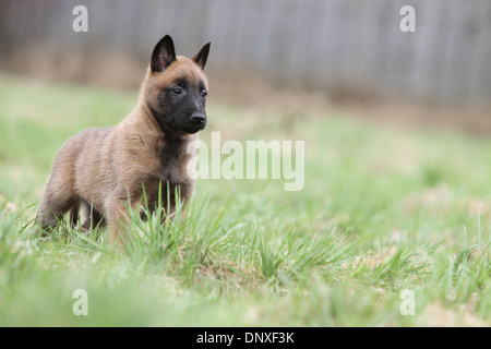 Belgischer Schäferhund Malinois Welpen stehen auf einer Wiese Hund Stockfoto