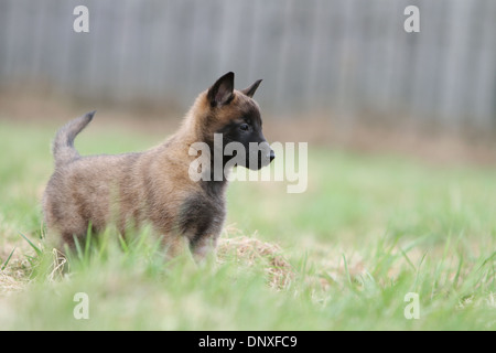 Belgischer Schäferhund Malinois Welpen stehen auf einer Wiese Hund Stockfoto