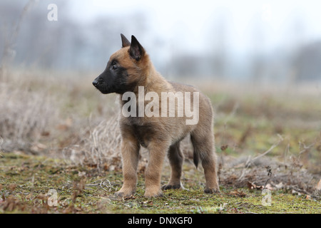 Belgischer Schäferhund Malinois Welpen stehen in einem Feld Hund Stockfoto