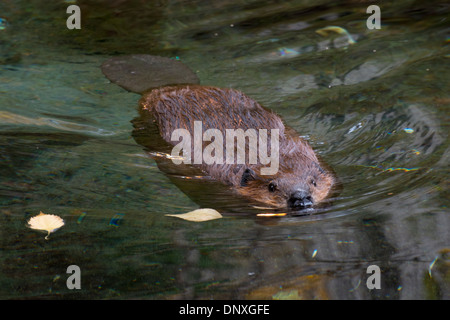 Ein Schwimmbad nordamerikanischen Biber. Stockfoto