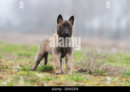 Belgischer Schäferhund Malinois Welpen stehen in einem Feld Hund Stockfoto