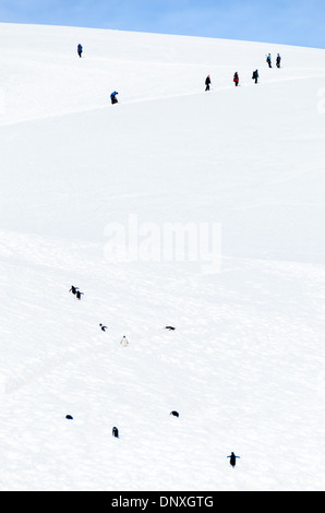 Antarktis - Einige Gentoo Penguins Erklimmen einer steilen Steigung von Eis und Schnee schleppt eine Gruppe von Touristen weiter den Berg hinauf in Neko Harbour, Antarktis. Stockfoto
