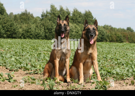 Belgischer Schäferhund Malinois zwei Erwachsene sitzen in einem Feld Hund Stockfoto