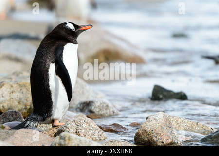 NEKO HARBOUR, Antarktis – Gentoo-Pinguine versammeln sich an den felsigen Ufern des Neko Harbour, einer kleinen Bucht auf der Antarktischen Halbinsel. Die Pinguine, erkennbar an ihren weißen Augenflecken und orange-roten Schellen, wackeln über den mit Kieselsteinen übersäten Strand vor der Kulisse von Gletschern und eisigen Bergen. Neko Harbour, bekannt für seine große Gentoo-Kolonie, bietet Besuchern einen Einblick in den natürlichen Lebensraum der Pinguine an einem der abgelegensten Orte der Erde. Stockfoto