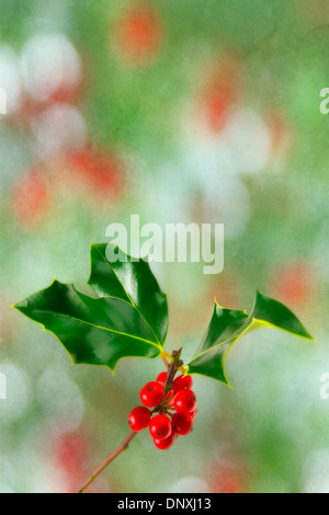 Holly Zweig. Stockfoto