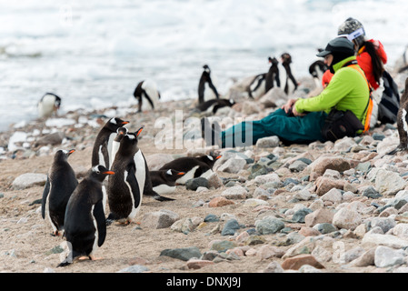 Antarktis - ein WATSCHELN von Gentoo Penguins versammeln sich um einige Touristen sitzen auf dem felsigen Strand bei Neko Harbour auf der Antarktischen Halbinsel. Stockfoto