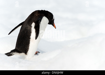 Antarktis - ein Gentoo Pinguin (Pygoscelis papua) Spaziergänge auf den Schnee an Neko Harbour auf der Antarktischen Halbinsel. Stockfoto