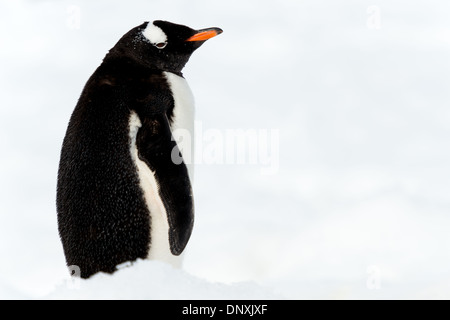 NEKO HARBOUR, Antarktis – Ein einsamer Gentoo-Pinguin (Pygoscelis papua) steht auf der schneebedeckten Landschaft des Neko Harbour auf der Antarktischen Halbinsel. Die markanten weißen Augenflecken und der orange-rote Schwalbenschnabel stehen in einem scharfen Kontrast zum unberührten weißen Schnee, was die Anpassung der Art an diese krasse, eiskalte Umgebung veranschaulicht. Stockfoto