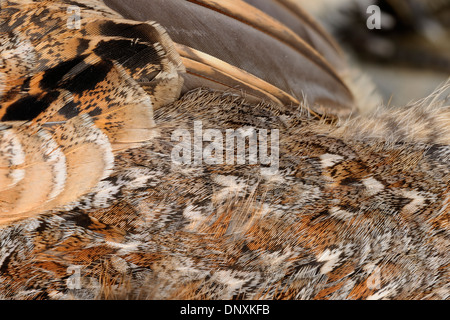 Ruffed Grouse (Bonasa Umbellus) Feder Detail in ein totes Exemplar, Greater Sudbury, Ontario, Kanada Stockfoto