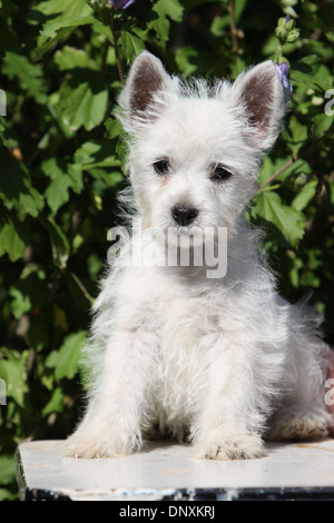 West Highland White Terrier Hund / Westie Welpen sitzen Stockfoto