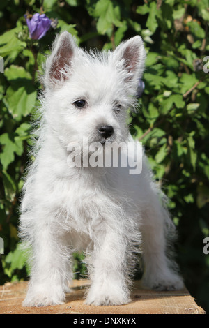 West Highland White Terrier Hund / Westie Welpen stehen Stockfoto