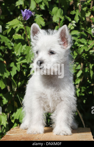 West Highland White Terrier Hund / Westie Welpen stehen Stockfoto