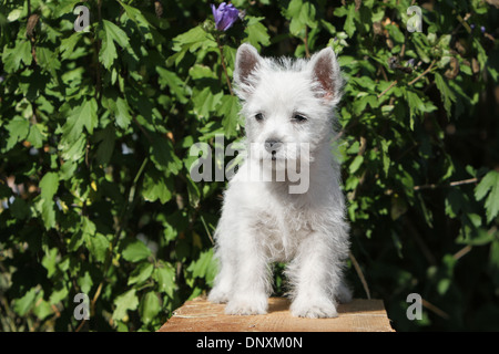 West Highland White Terrier Hund / Westie Welpen stehen Stockfoto