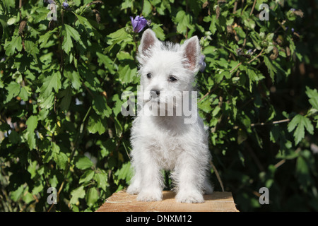 West Highland White Terrier Hund / Westie Welpen stehen Stockfoto