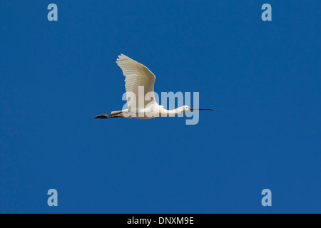 Eurasische Löffler / gemeinsame Löffler (Platalea Leucorodia) im Flug Stockfoto