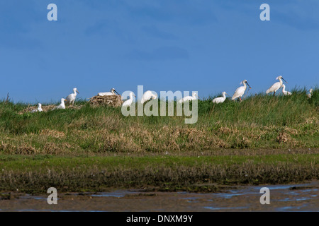 Eurasische Löffler / gemeinsame Löffler (Platalea Leucorodia) Kolonie, zeigt nistenden Vögel und Jungtiere, Wattenmeer, Deutschland Stockfoto