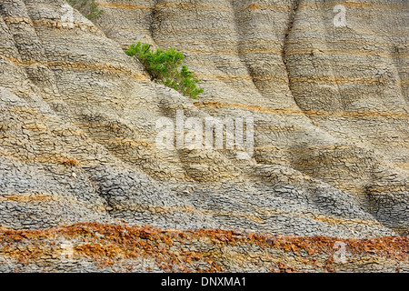 Erodierte Features in Badlands Mudstones und Bentonit mit Salbei und Rabbitbrush Sträucher, Theodore Roosevelt NP Süd Einheit, ND, USA Stockfoto