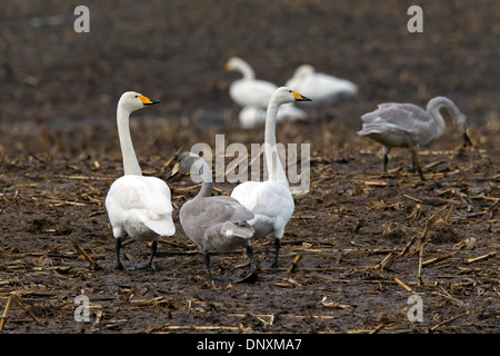 Singschwäne (Cygnus Cygnus) mit Jungtiere auf Nahrungssuche im Stoppelfeld auf landwirtschaftlichen Flächen im winter Stockfoto