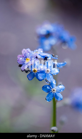 Nahaufnahme Bild der zarten, winzigen blauen Blüten von Vergissmeinnicht auch bekannt als Myosotis. Stockfoto