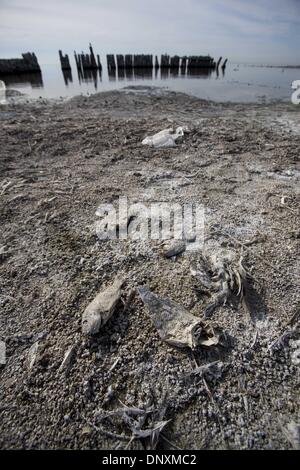 Los Angeles, Kalifornien, USA. 4. Januar 2014. Tote Fische sind in der Ufer des Salton Meeres auf Samstag, 4. Januar 2014 in Bombay Beach, Kalifornien gesehen. The Salton Sea ist unter dem Druck einer unterzeichneten vor einem Jahrzehnt, das die Menge des Wassers, die den See eingibt verringert, Wasser Transfer Vereinbarung potenziell Wasserstände fallen schneller im Jahr 2017 fahren. Jedoch konnte von grüner Energieprojekte mindestens einen Teil von der Kasse Einnahmen der Staat müsste the Salton Sea, MyDesert.com Notizen wiederherstellen. Ringo Chiu/ZUMAPRESS.com/Alamy © Live-Nachrichten Stockfoto