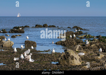 Möwen und Watvögel auf Futtersuche auf Felsen entlang der Gezeiten Pool bei Ebbe an der Nordsee-Küste Stockfoto