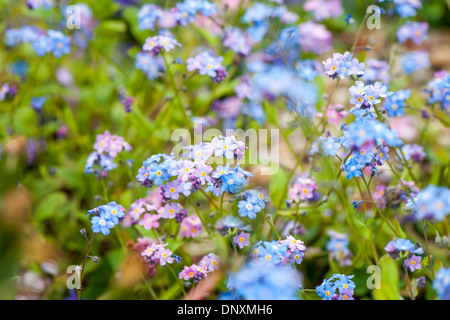 Nahaufnahme Bild von der zarten blauen & rosa Vergiss mich nicht Blumen - Myosotis. Stockfoto