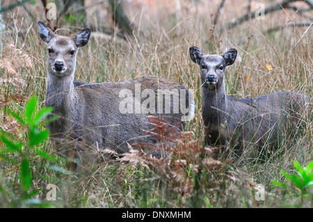 Zwei Sika Hirsche im Rough grass Dorset UK Stockfoto