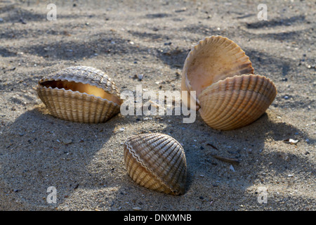 Gemeinsame / essbare Herzmuschel (Cerastoderma Edule / Cardium Edule) Muscheln am Strand Stockfoto