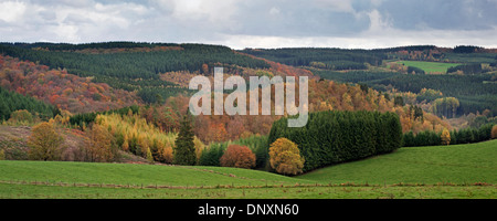 Panorama zeigt Felder und Mischwälder in Herbstfarben in den belgischen Ardennen, Belgien Stockfoto