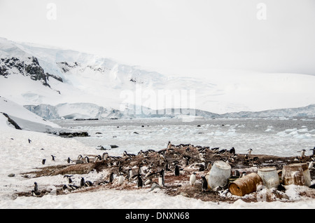 MIKKELSEN HARBOUR, Antarktis – Gentoo-Pinguine (Pygoscelis papua) nisten in einem geschützten Gebiet in der Nähe einer argentinischen Schutzhütte am Mikkelsen Harbour auf Trinity Island, direkt vor der Antarktischen Halbinsel. Die Szene kombiniert aktive Tierwelt mit Überresten der Walfanggeschichte der Region, darunter alte Fässer, ein verlassenes Boot und ein Walskelett, das über die Hütte verstreut ist. Stockfoto