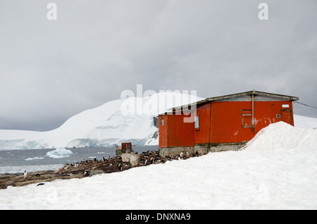 Gentoo-Pinguine argentinische Schutzhütte Mikkelsen Harbour Antarktis / MIKKELSEN HARBOUR, Antarktis – Gentoo-Pinguine (Pygoscelis papua) drängen sich an der felsigen Küste neben einer roten argentinischen Schutzhütte am Mikkelsen Harbour auf Trinity Island, mit vergletscherten Gipfeln und eisem Wasser dahinter. Gentoos sind die schnellsten schwimmenden Pinguine mit Geschwindigkeiten von bis zu 36 km/h, eine Anpassung, die es ihnen ermöglicht, die reichen Krill- und Fischbestände der geschützten Buchten der Antarktischen Halbinsel ganzjährig zu nutzen. Stockfoto