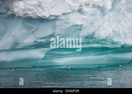 Antarktis - Vier Kap Sturmvögel (Daption capense) schweben auf dem Wasser unter dem Überhang von einem Eisberg in Curtis Bay auf der Antarktischen Halbinsel. Stockfoto