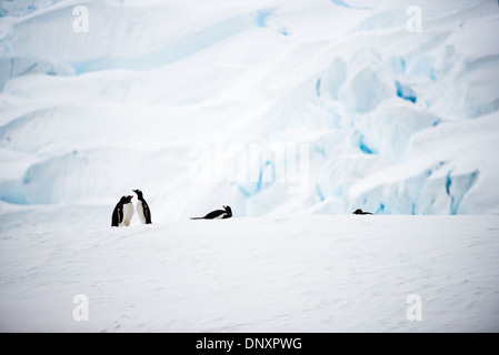 CURTIS BAY, Antarktis — fünf Gentoo-Pinguine (Pygoscelis papua) ruhen auf dem Eis am Ufer der Curtis Bay auf der Antarktischen Halbinsel. Diese kleine Gruppe demonstriert die soziale Natur dieser Pinguine und ihre Anpassung an die eisige Küstenumgebung der Antarktis. Stockfoto