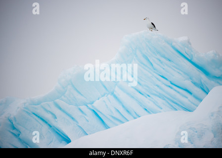 Antarktis - ein einsamer Kelp Möwe (Larus domincanus) befindet sich auf der Spitze eines Eisbergs Curtis Bay auf der Antarktischen Halbinsel. Stockfoto