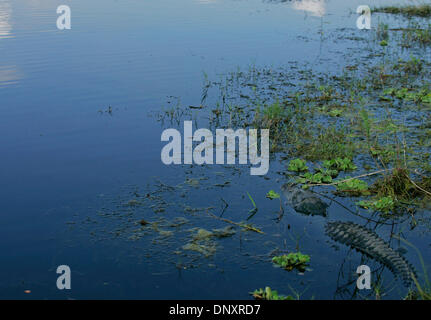 8. Dezember 2006 - Everglades, Florida, watet USA - ein amerikanischer Alligator in den Everglades im Loxahatchee Wildlife Preserve in Boynton Beach, FL am 8. Dezember 2006. (Kredit-Bild: © Guy Küchen/ZUMA Press) Stockfoto