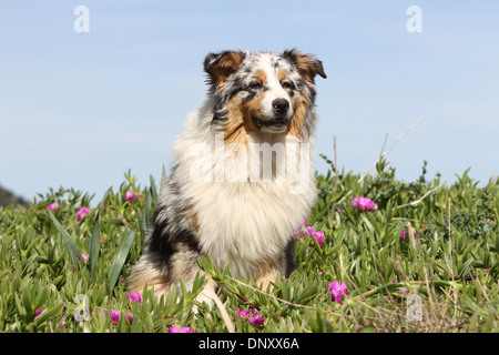 Hund Australian Shepherd / Aussie Erwachsene (blue Merle) sitzen in fetthaltigen Pflanzen Stockfoto