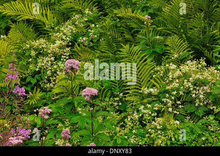 Farne (Zimt) Blumen (Joe – Pye Weed) und blühende Sträucher (Holunder) in einer schattigen Schlucht, Greater Sudbury, Ontario Kanada Stockfoto